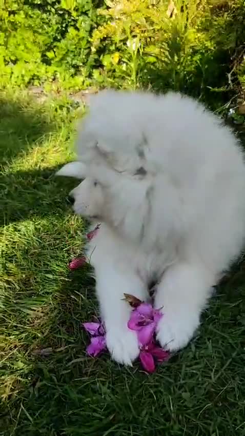 Samoyed dogs for sale: Kc registered samoyed puppy female  - Video 1