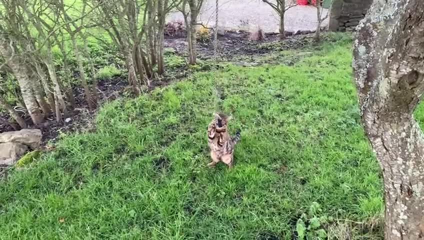 Bengal cats for sale: Beautiful Bengal Female Cat - Video 2