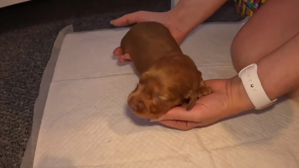 Miniature Dachshund dogs for sale: Beautiful miniature dachshund  in Swansea - Video 5