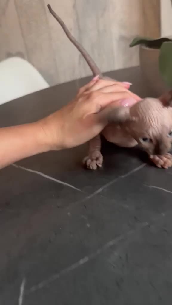 Sphynx cats for sale: Sphinx kitten for rehoming  in Grimsby - Video 1