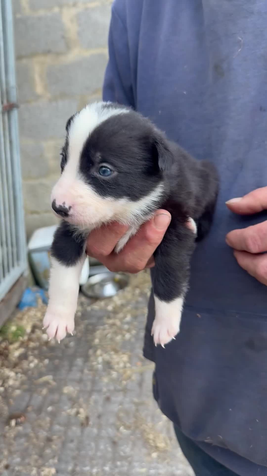 Border Collie dogs for sale: Border collie pups  - Video 2