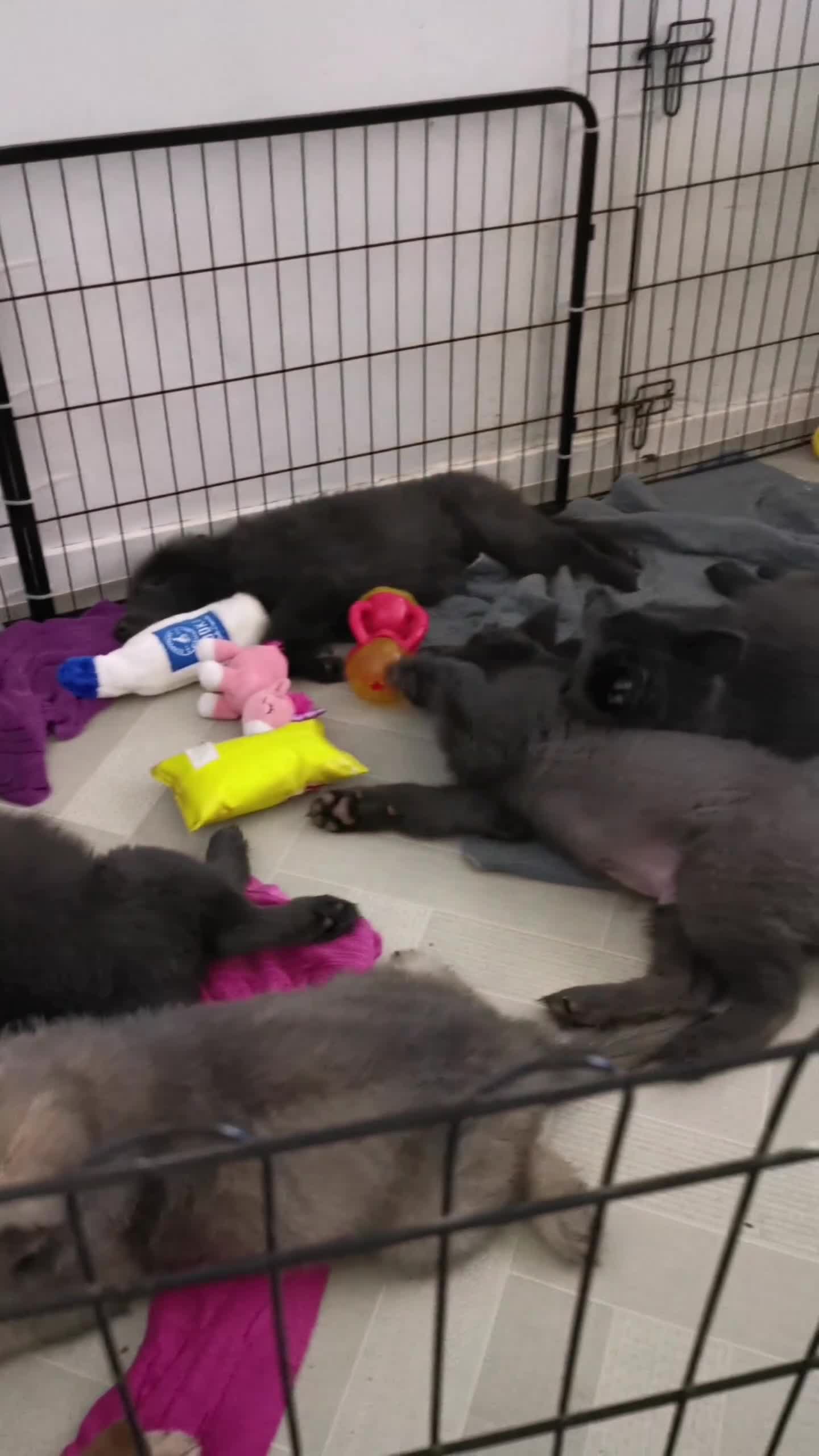 German Shepherd dogs for sale: 💙🐾 Rare Blue & Isabella German shepherd puppies  - Video 2