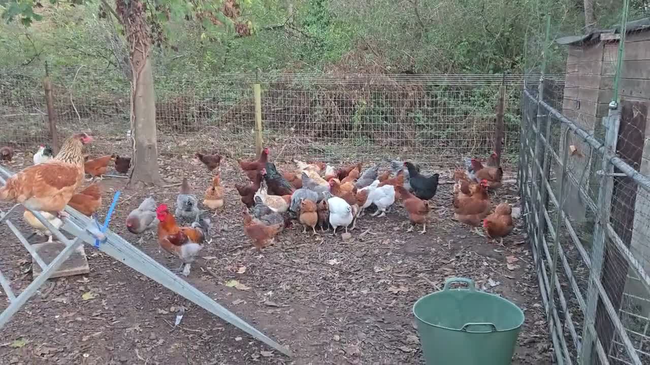 Chickens poultry for sale: Various Breeds of Pullets at Point of Lay - Video 2