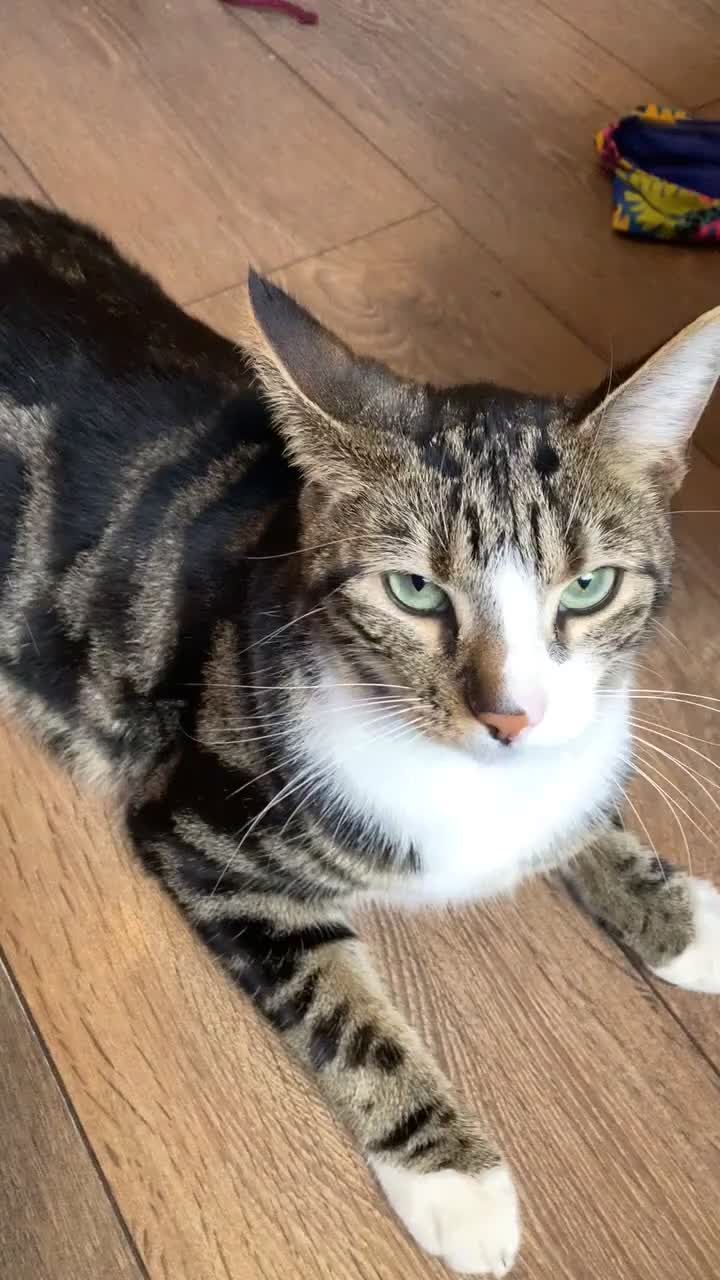 Mixed Breed cats for sale: Tabby mixed breed cat for sale  - Video 2