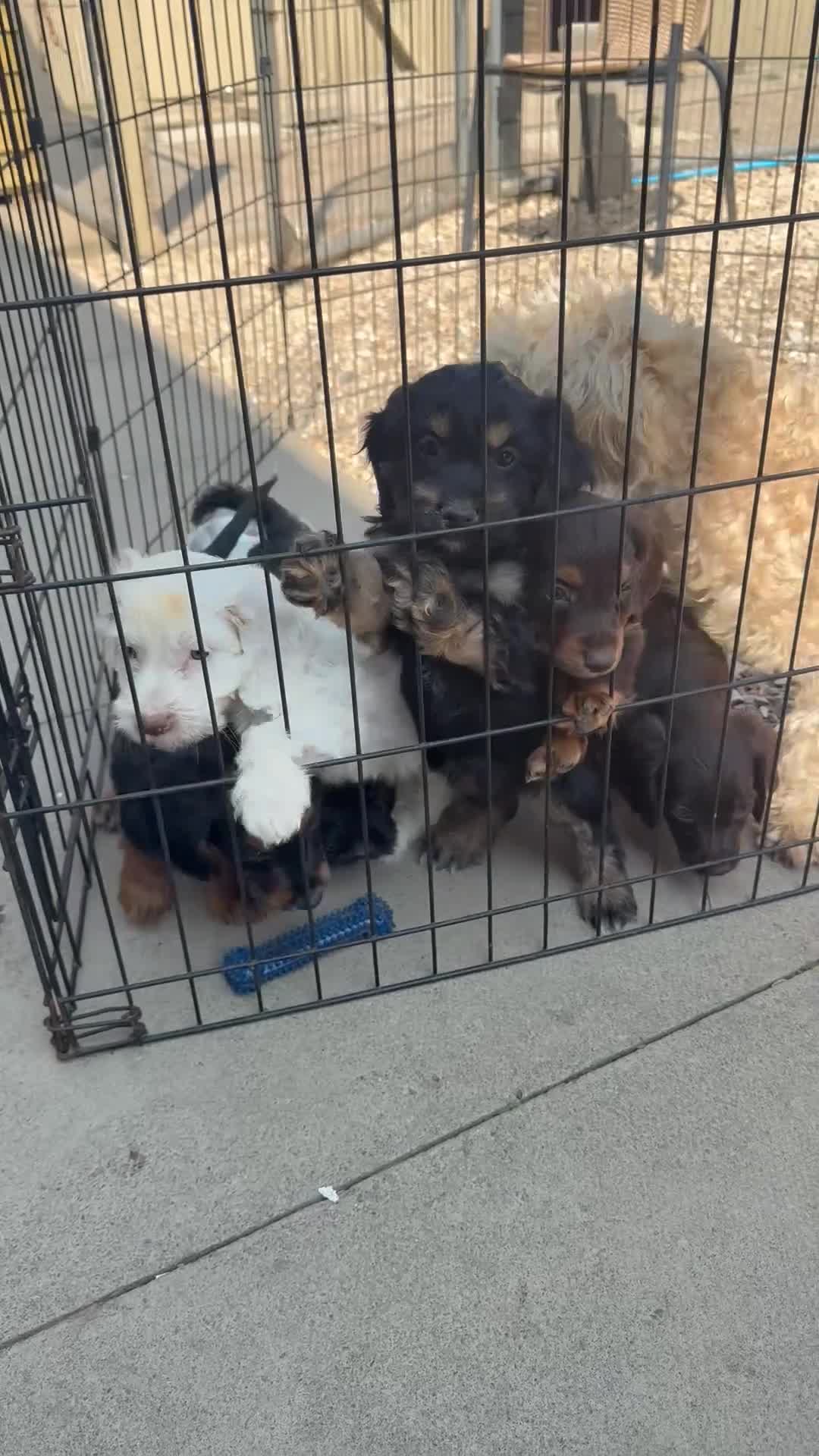 Cocker Spaniel dogs for sale: Cocker spaniel pups  - Video 1