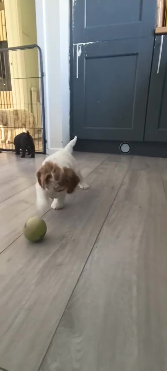 Cockapoo dogs for sale: Stunning F2b cockapoo puppies 8 weeks old - Video 3