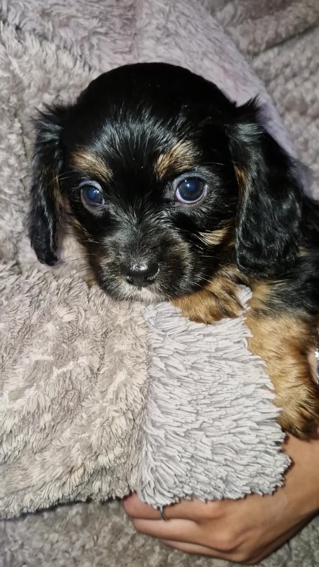 Cavalier King Charles Spaniel dogs for sale: KC Cavalier King Charles ÐNA tested parents  - Video 1