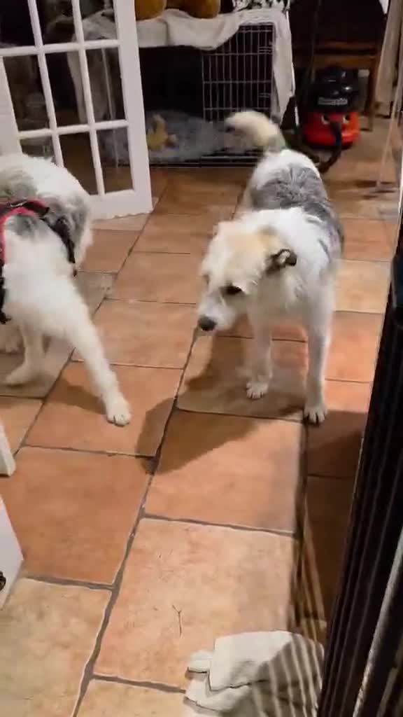 Mixed Breed dogs for adoption: Hershey & Harley 💙 still Waiting - Video 5