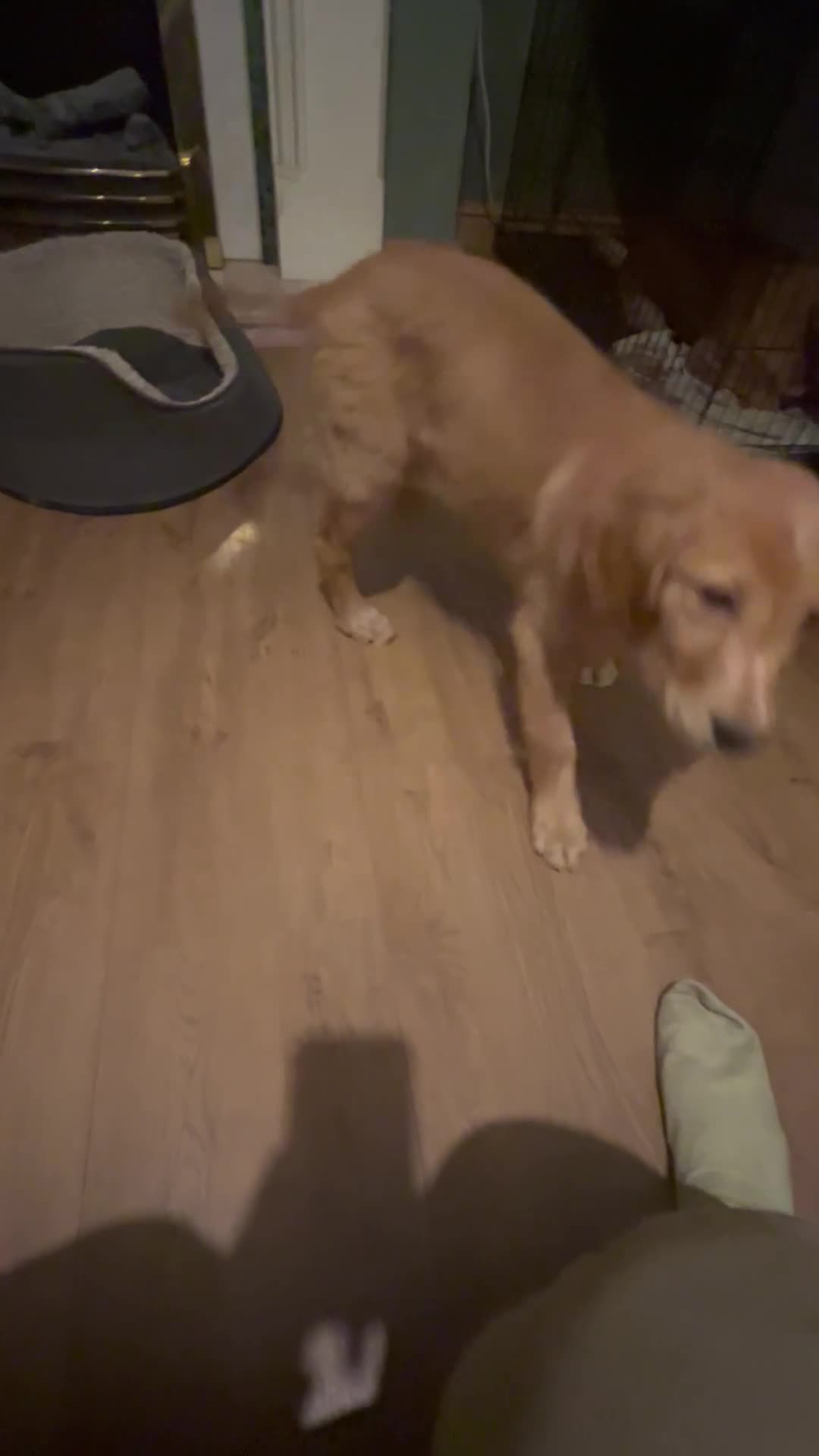 Golden Retriever dogs for sale: Trained Golden Retriever for sale  - Video 1