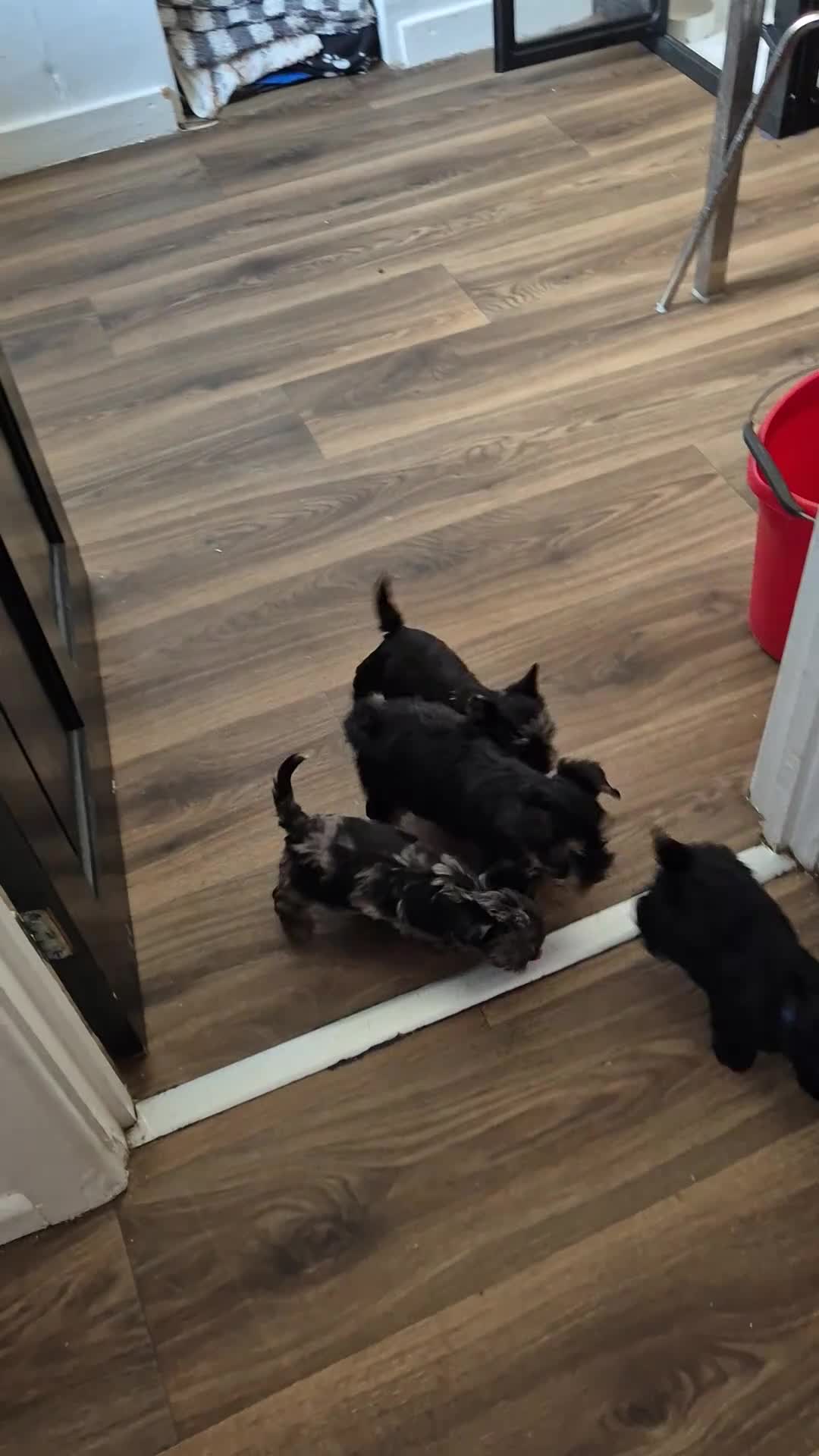Yorkshire Terrier dogs for sale: Lilliputian Yorkies all now reserved - Video 4