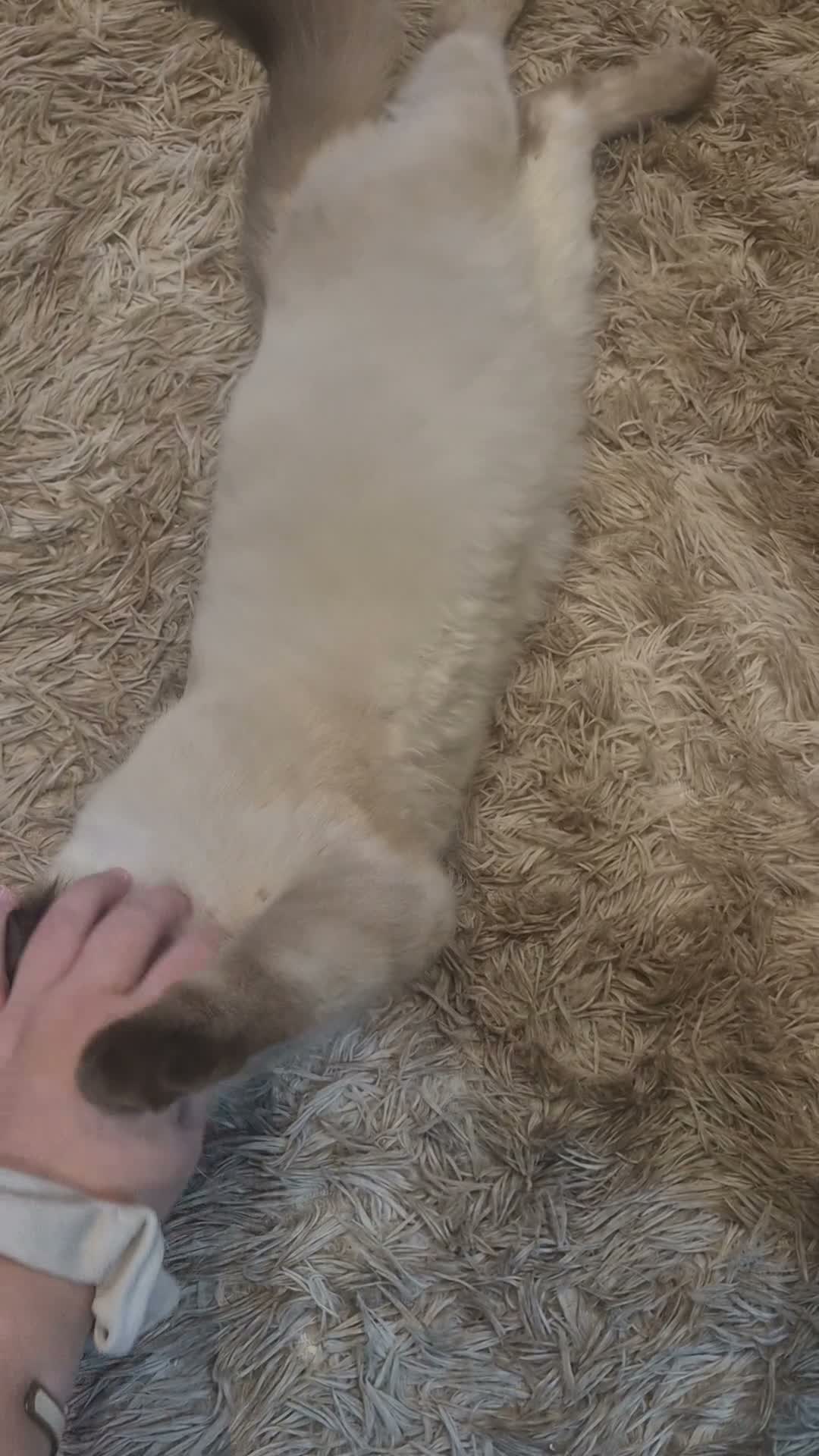 Ragdoll cats for sale: 1 gorgeous fluffy male ragdoll kittens - Video 1