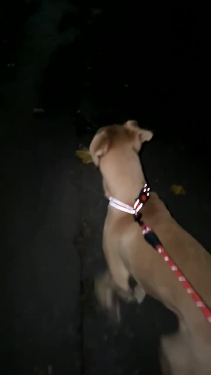 Mixed Breed dogs for sale: Sharlo mixed breed Dog - Video 1