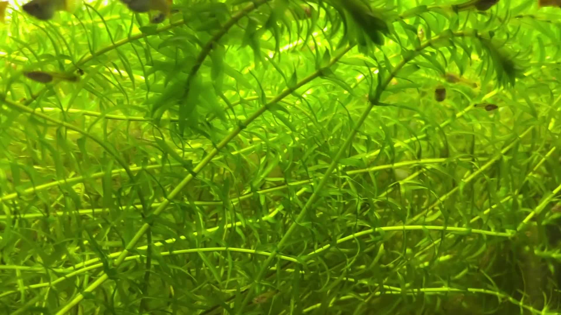 Live Bearers fish for sale: Guppies (Mixed gender and age) - Video 1