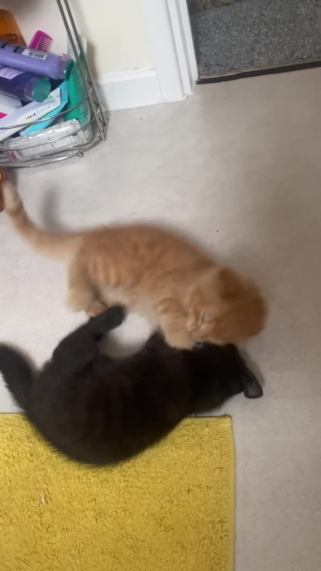 Mixed Breed cats for sale: Forever home 🙏🏻 - Video 2