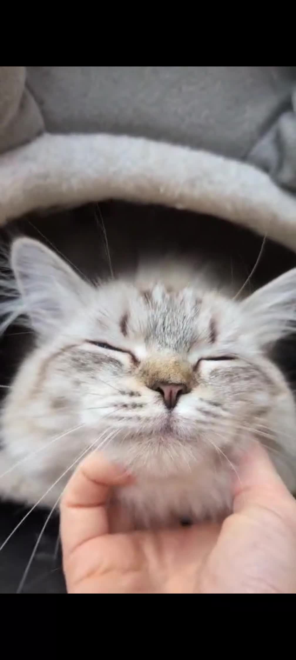 Siberian cats for sale: Rio calm and little bit shy  - Video 1