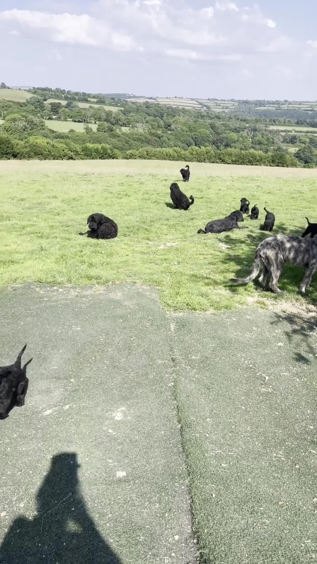 Russian Black Terrier dogs for sale: Russian Black Terrier Pups for Sale - Video 1