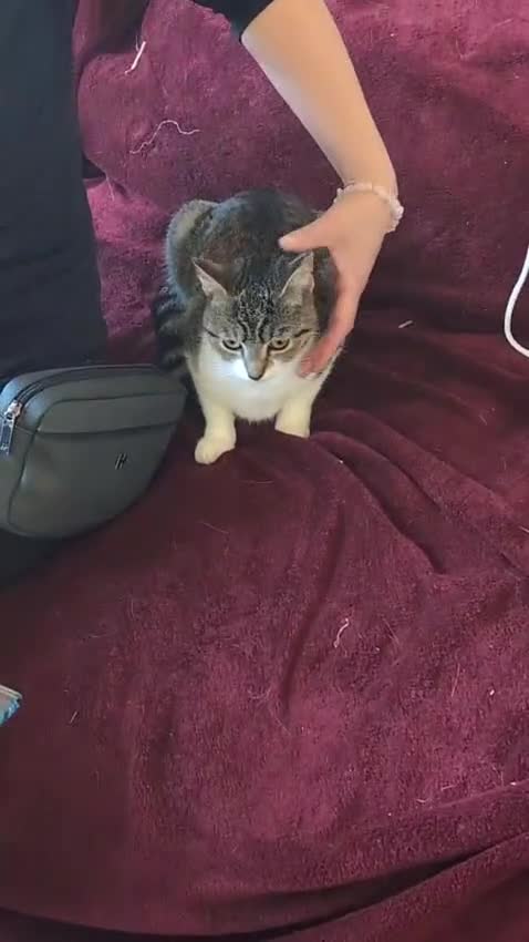 Mixed Breed cats for adoption: Rescue kitten needs forever home - Video 1