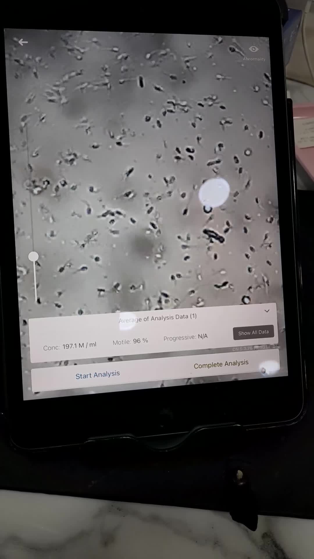 English Bulldog dogs for stud: Very proven English bulldog  in Leigh - Video 1