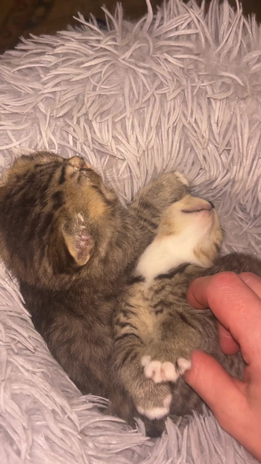 British Shorthair cats for sale: 6 British Shorthair x kitten  - Video 3