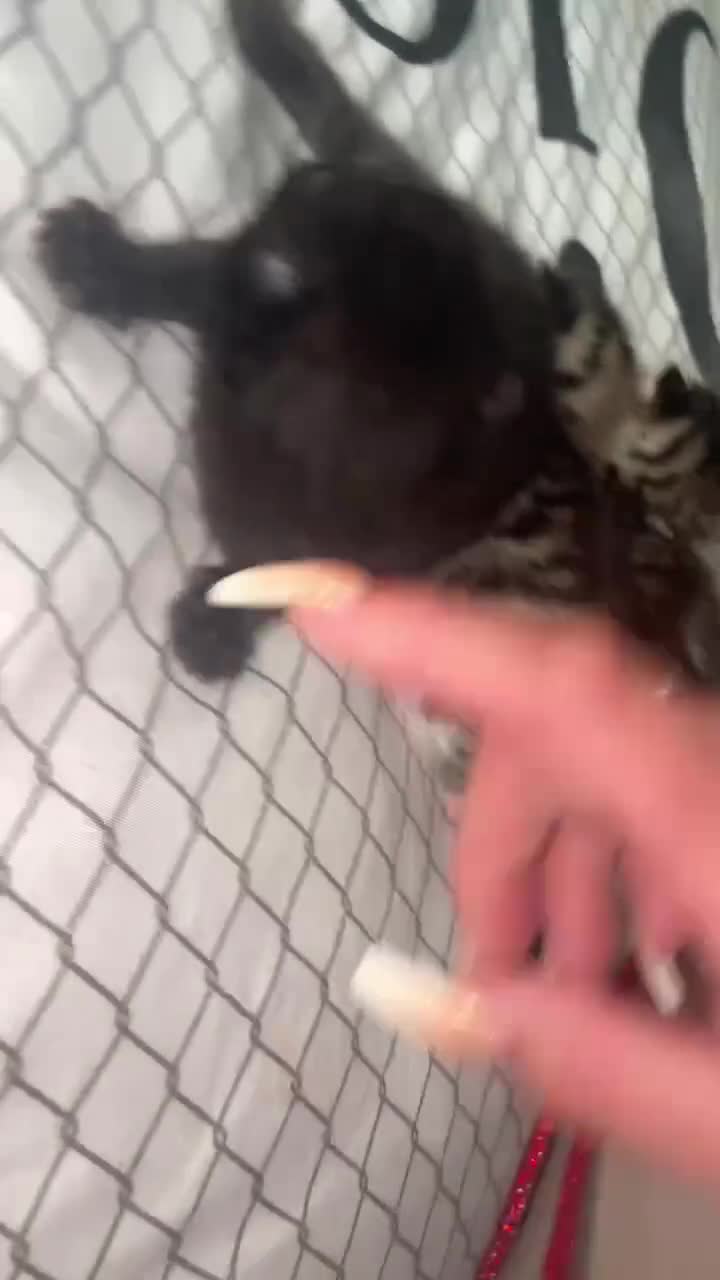 Mixed Breed cats for sale: One black male kitten - Video 1