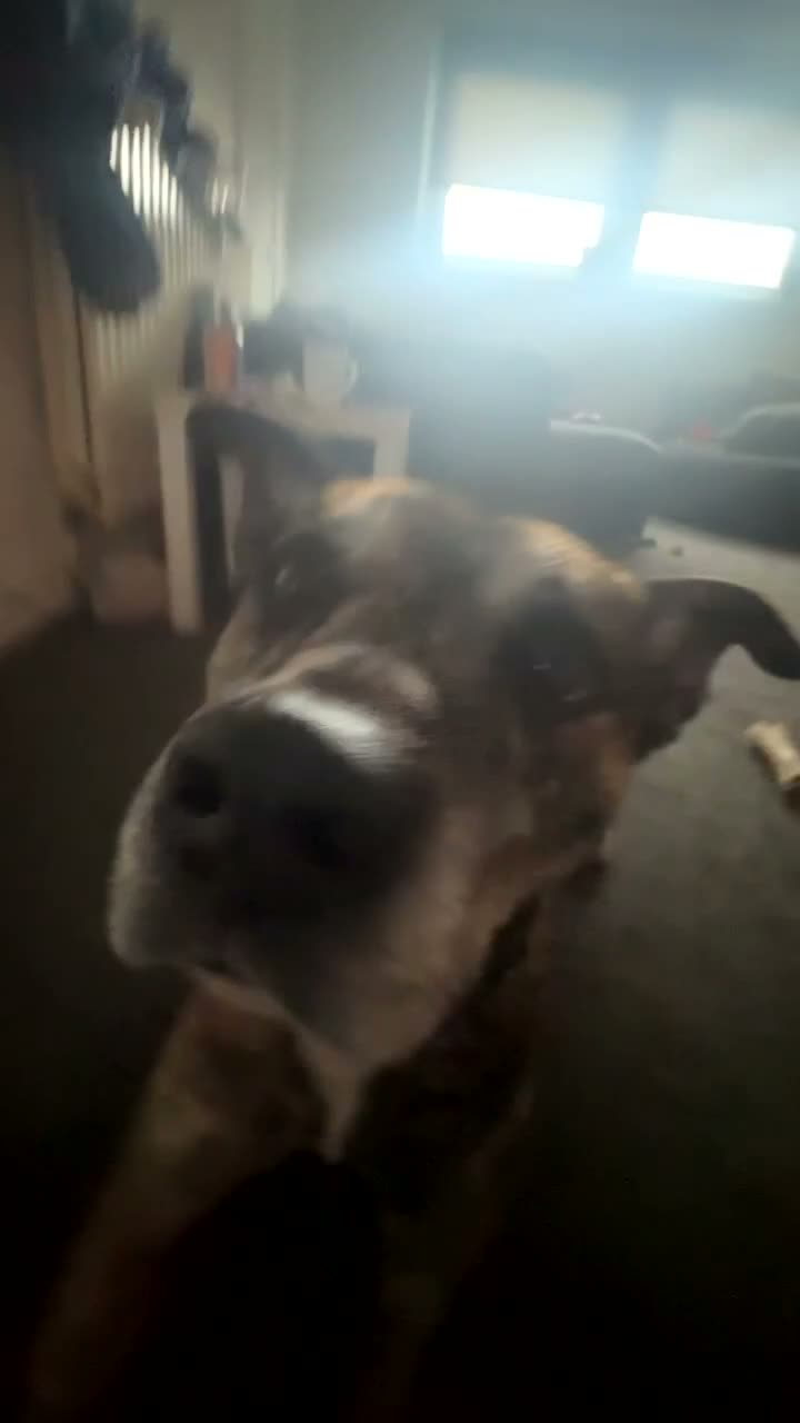 Mixed Breed dogs for sale: staffy cross in Wishaw - Video 1