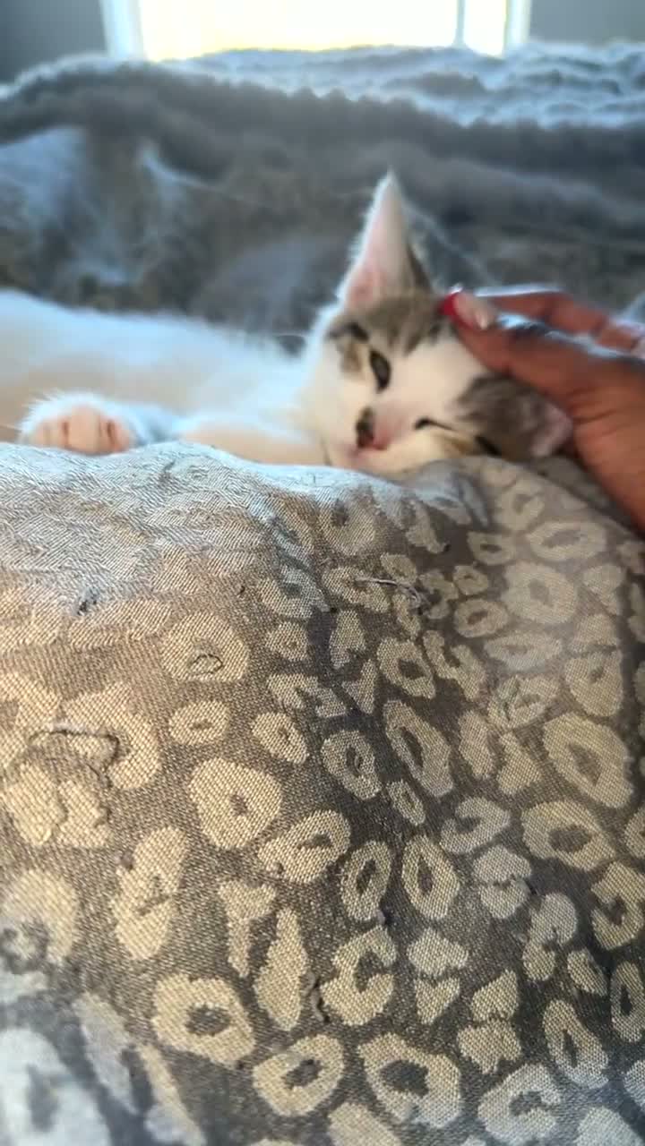 Mixed Breed cats for sale: Playful male mixed breed  - Video 1