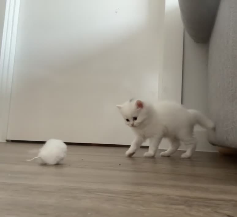 Ragdoll cats for sale: LAST KITTEN LEFT 🎀 - Video 1