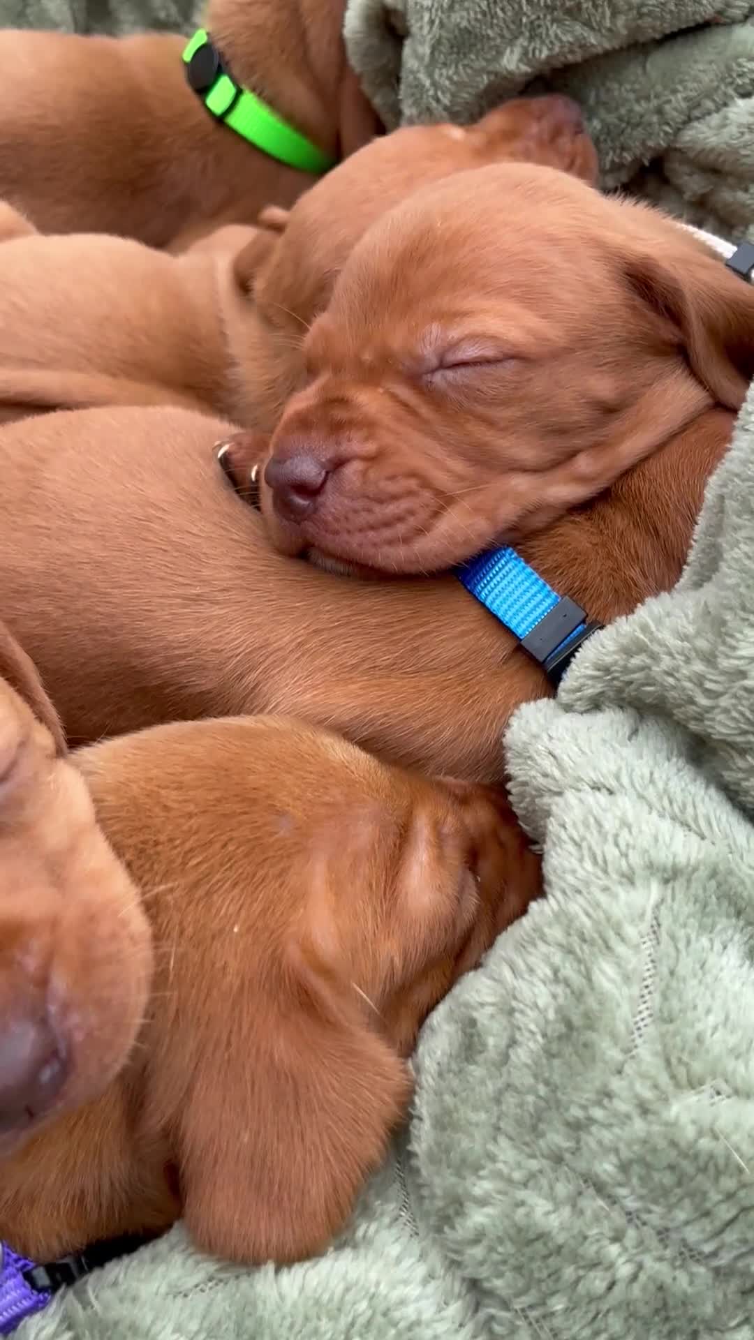 Hungarian Vizsla dogs for sale: 🐶Adorable KC Vizsla Puppies heart 💗🩵 in Machynlleth - Video 1