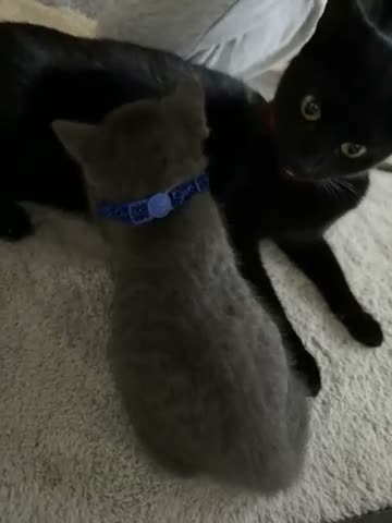 Mixed Breed cats for sale: Lovely Gray kittens one boy one girl in Stoke-on-Trent - Video 1