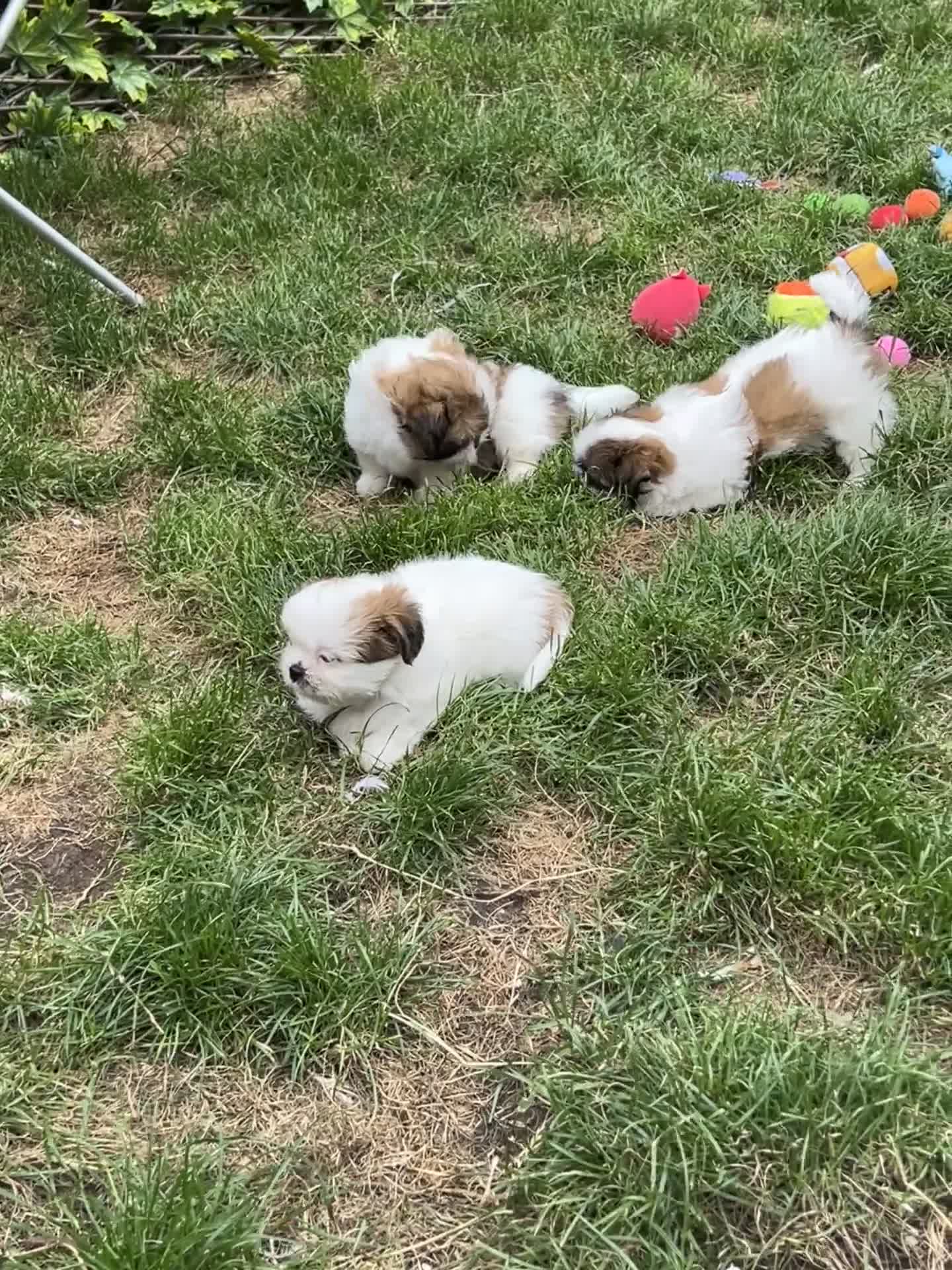 Shih Tzu dogs for sale: Beautiful shih Tzu puppies - Video 1