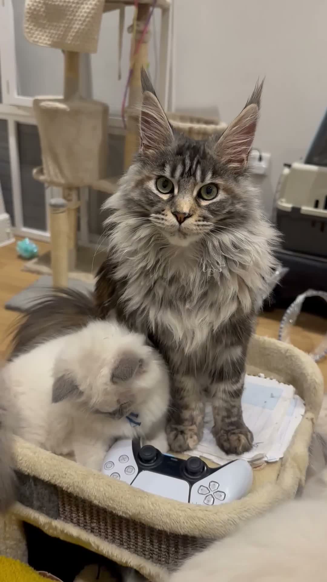 Maine Coon cats for sale: Champion GCCF Maine Coon kittens  - Video 1