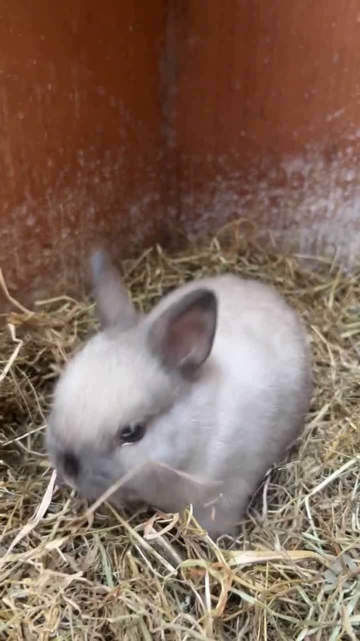 Netherland Dwarf rabbits for sale: Bunnies looking for forever home  - Video 5