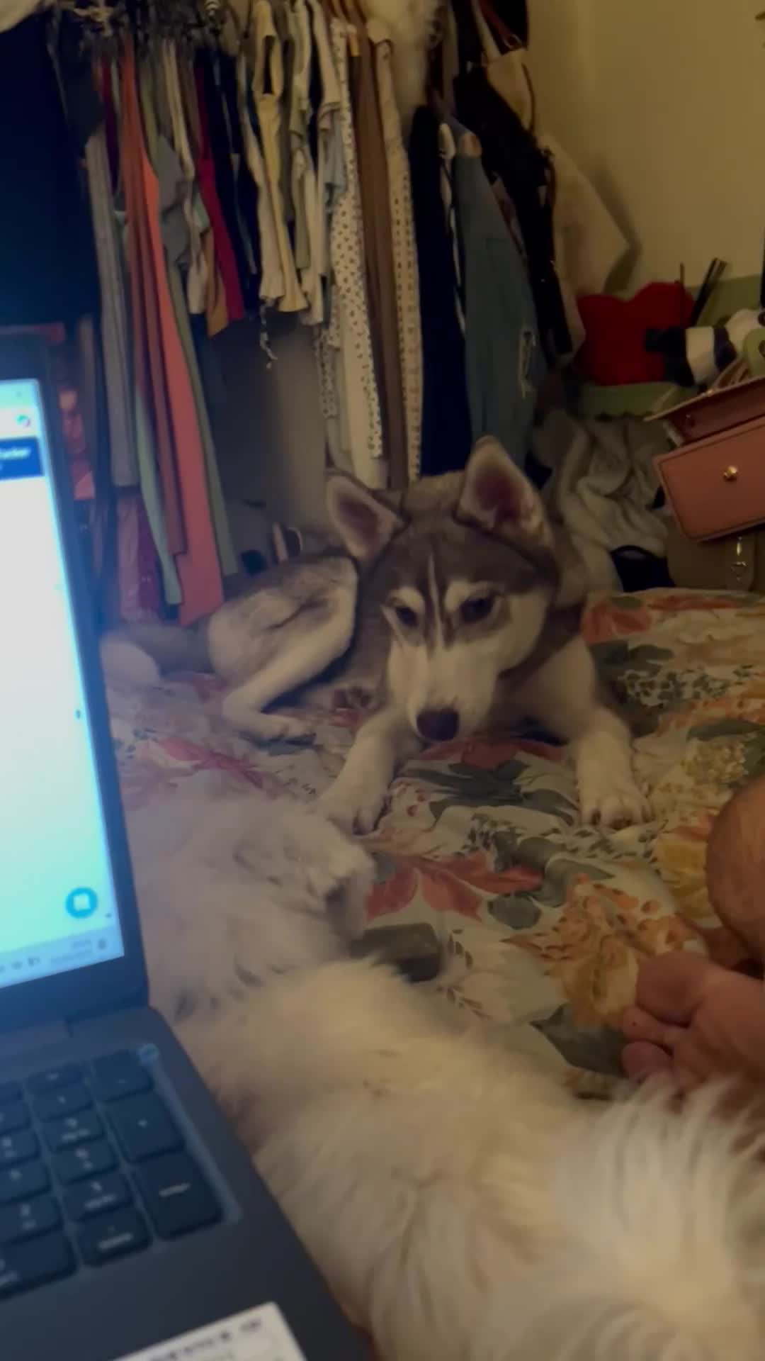 Siberian Husky dogs for sale: Remi - 7 month Siberian husky  - Video 2