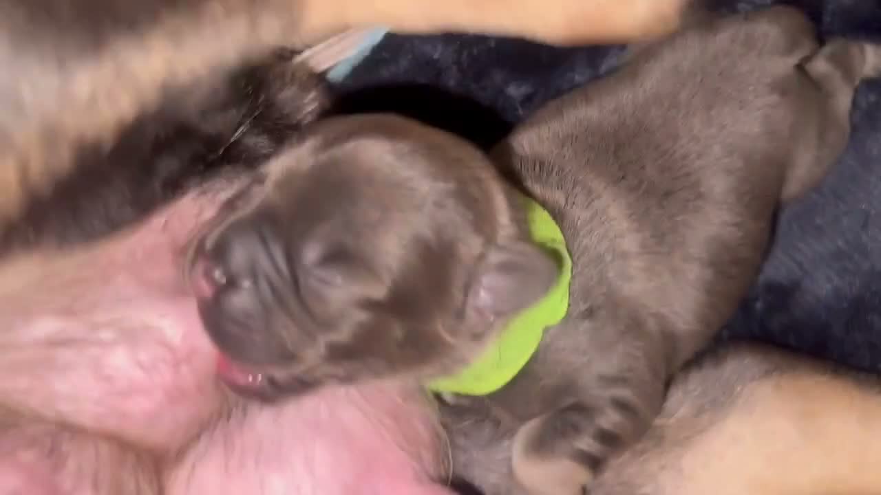French Bulldog dogs for sale: 4 Adorable Frenchie puppies - 1 Week Old ❤️ - Video 2