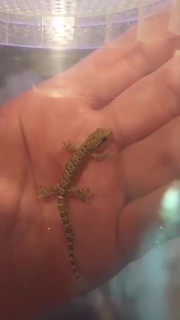 Gecko reptiles for sale: Mourning geckos. - Video 3