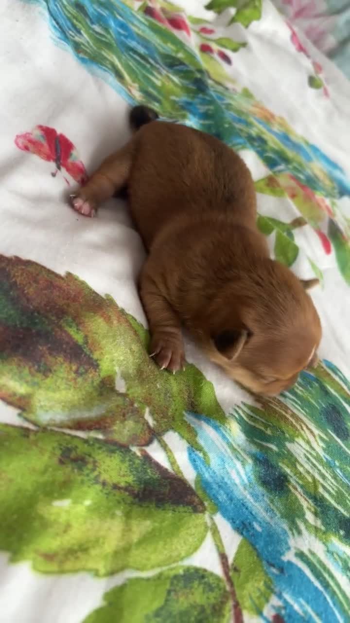 Chihuahua dogs for sale: 2 female chihuahua puppies  - Video 2