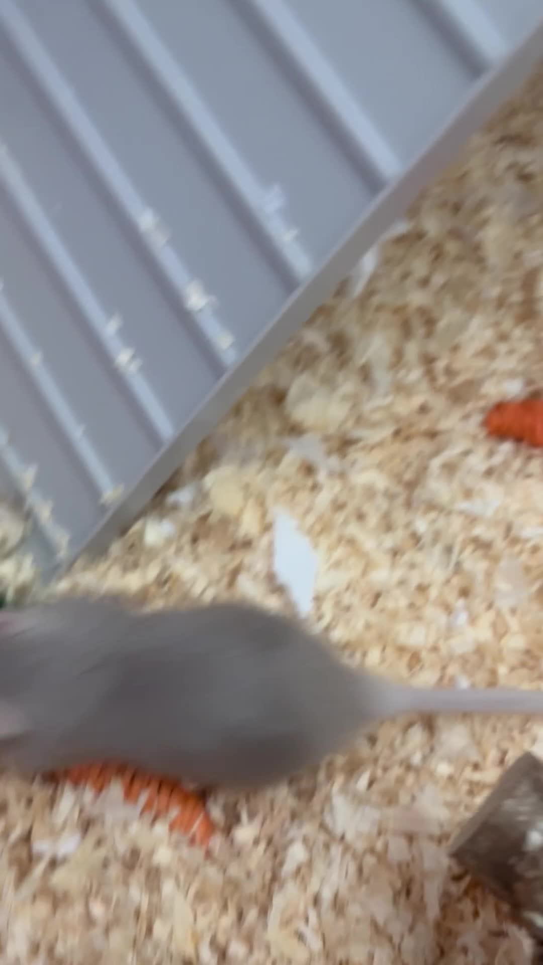 Gerbil rodents for sale: girbils  - Video 1
