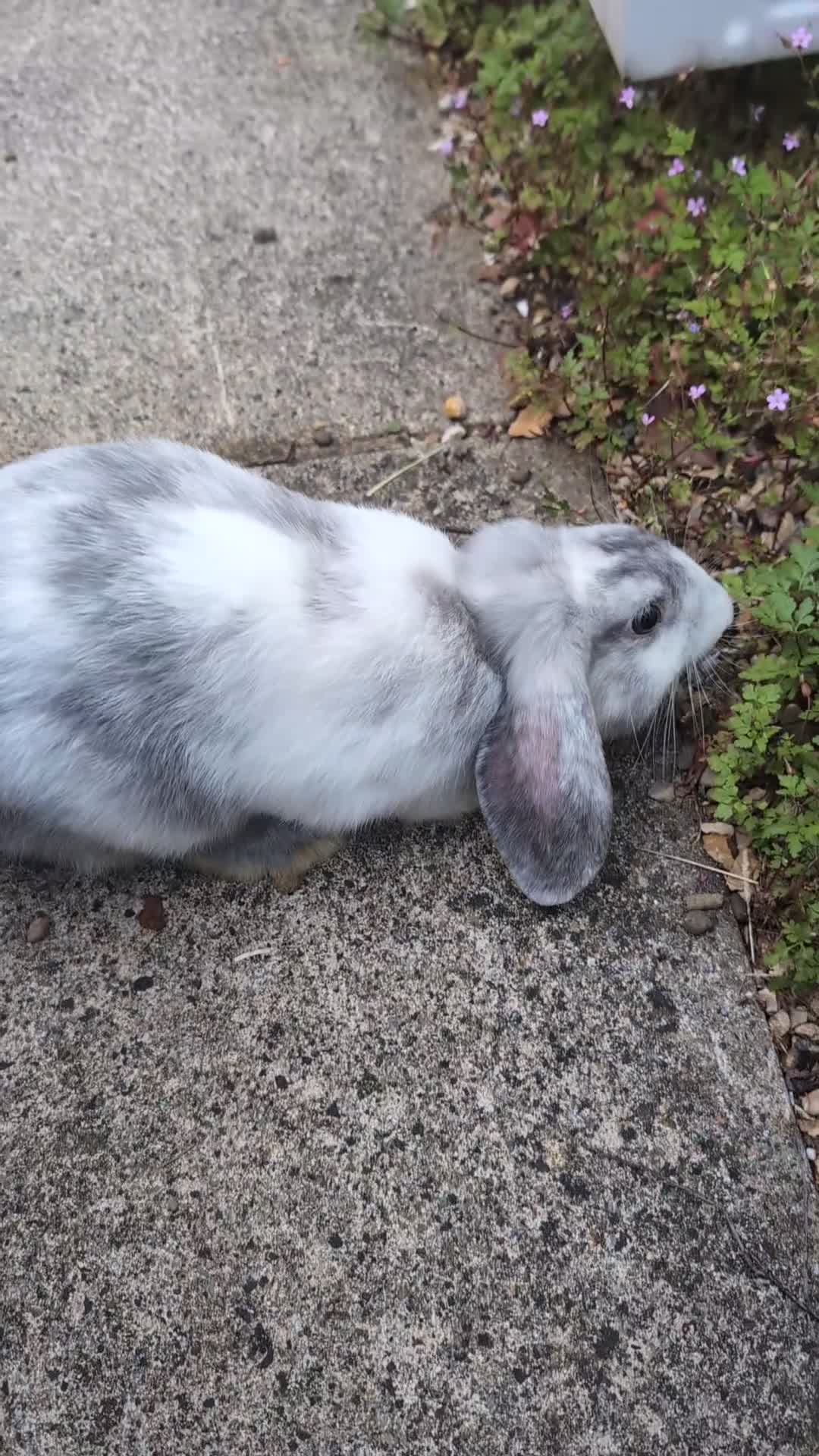 English Lop rabbits for sale: 2 male rabbits for sale - Video 1