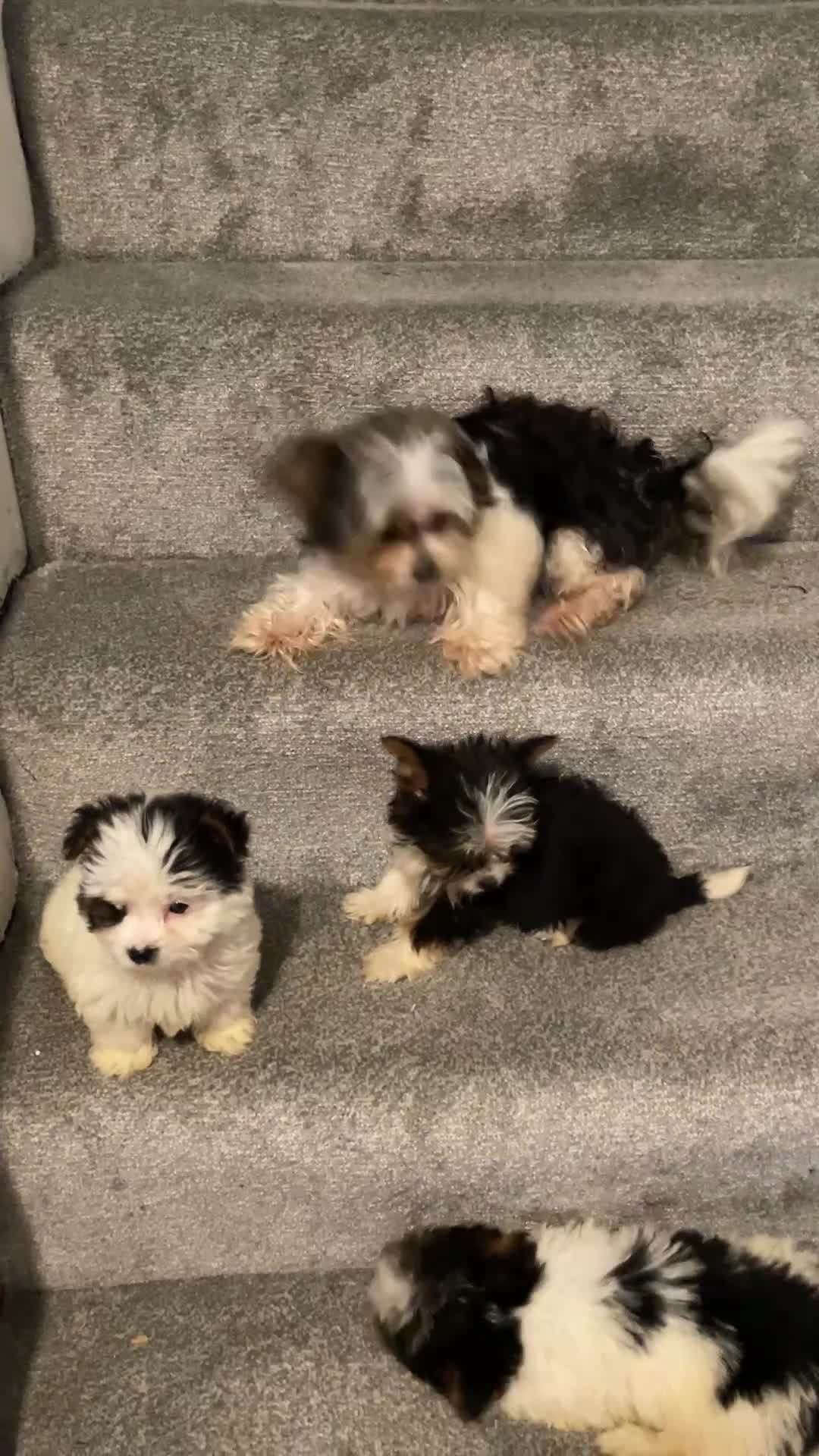 Biewer Terrier dogs for sale:  **  Biewer Terrier Babies Available 🥰 - Video 1