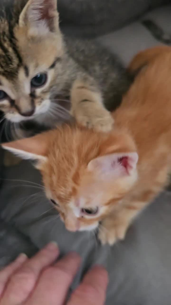 Mixed Breed cats for sale: Bengal x - Video 2