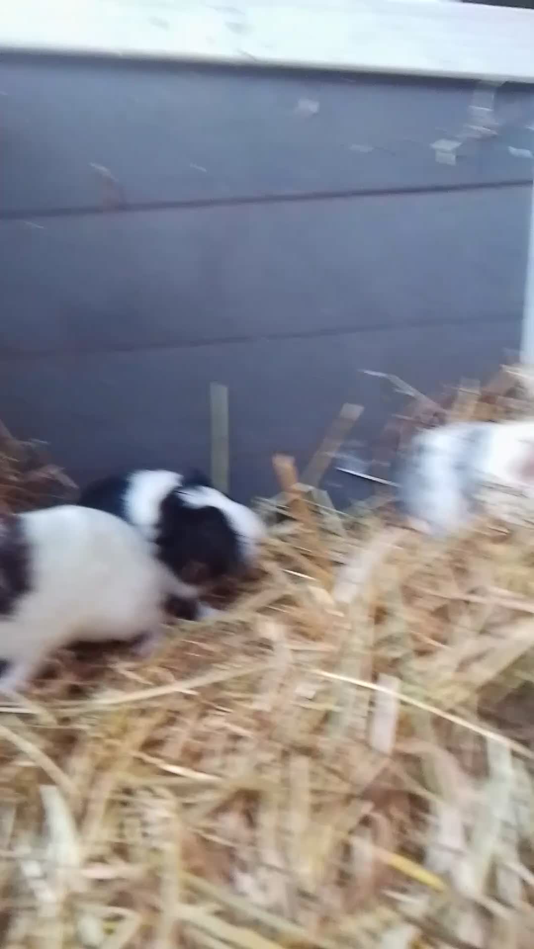 Guinea Pig rodents for sale: Baby Boars in Cambridge - Video 1