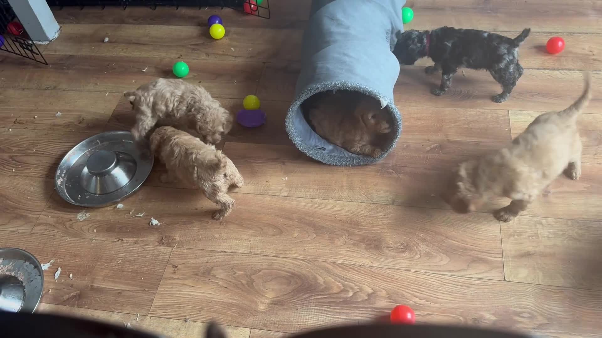 Cockapoo dogs for sale: Adorable cockapoos. Parents genetically tested.  - Video 1