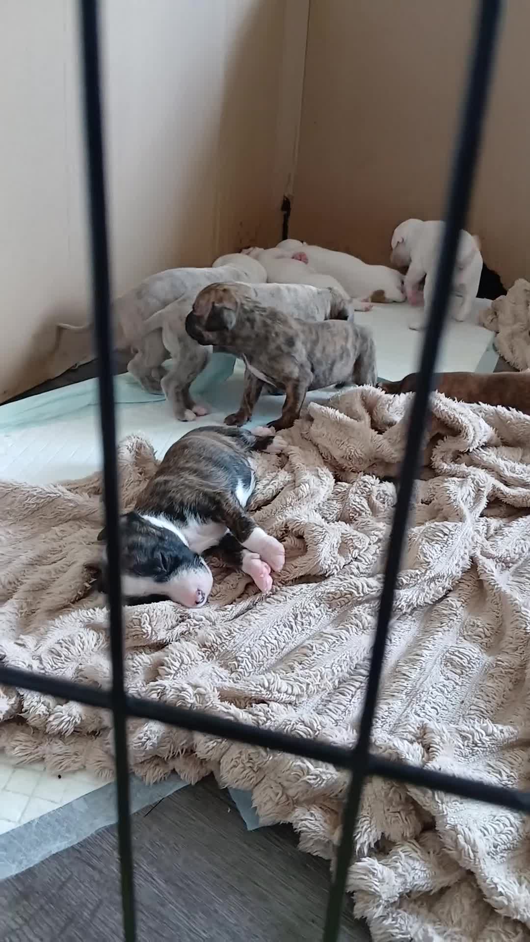 Mixed Breed dogs for sale: Gorgeous healthy puppies, 6 male, 6 female - Video 1