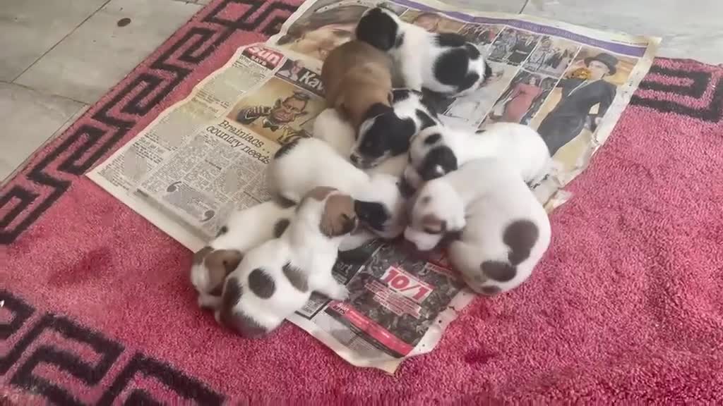 Mixed Breed dogs for sale: 9 stunning puppies for sale  - Video 2
