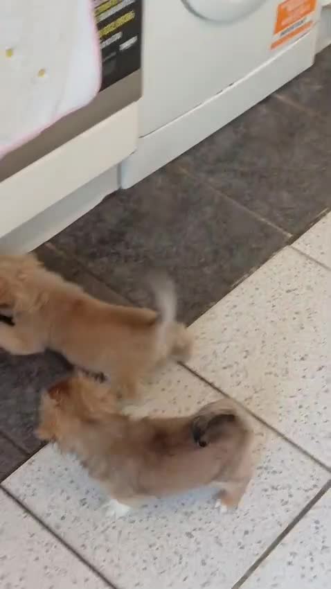 Pekingese dogs for sale: Pekingese  - Video 2