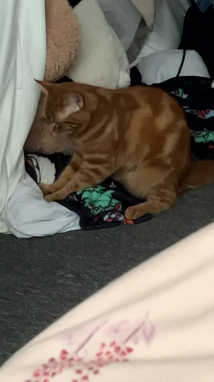 Bengal cats for sale: Those are two adult cat  - Video 2