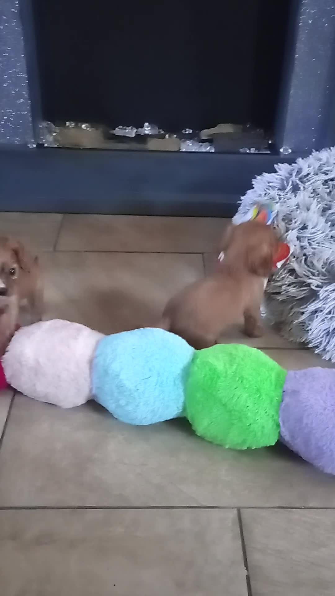 Cavalier King Charles Spaniel dogs for sale: KC health tested Cavalier king Charles spaniel,s - Video 2