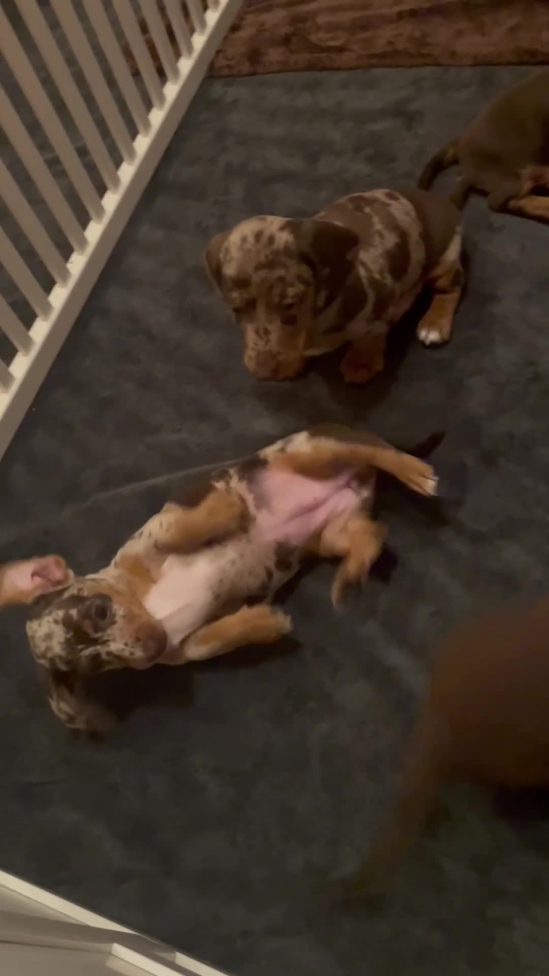 Miniature Dachshund dogs for sale: Miniature dapple piebald puppies - LAST BOY LEFT! - Video 1