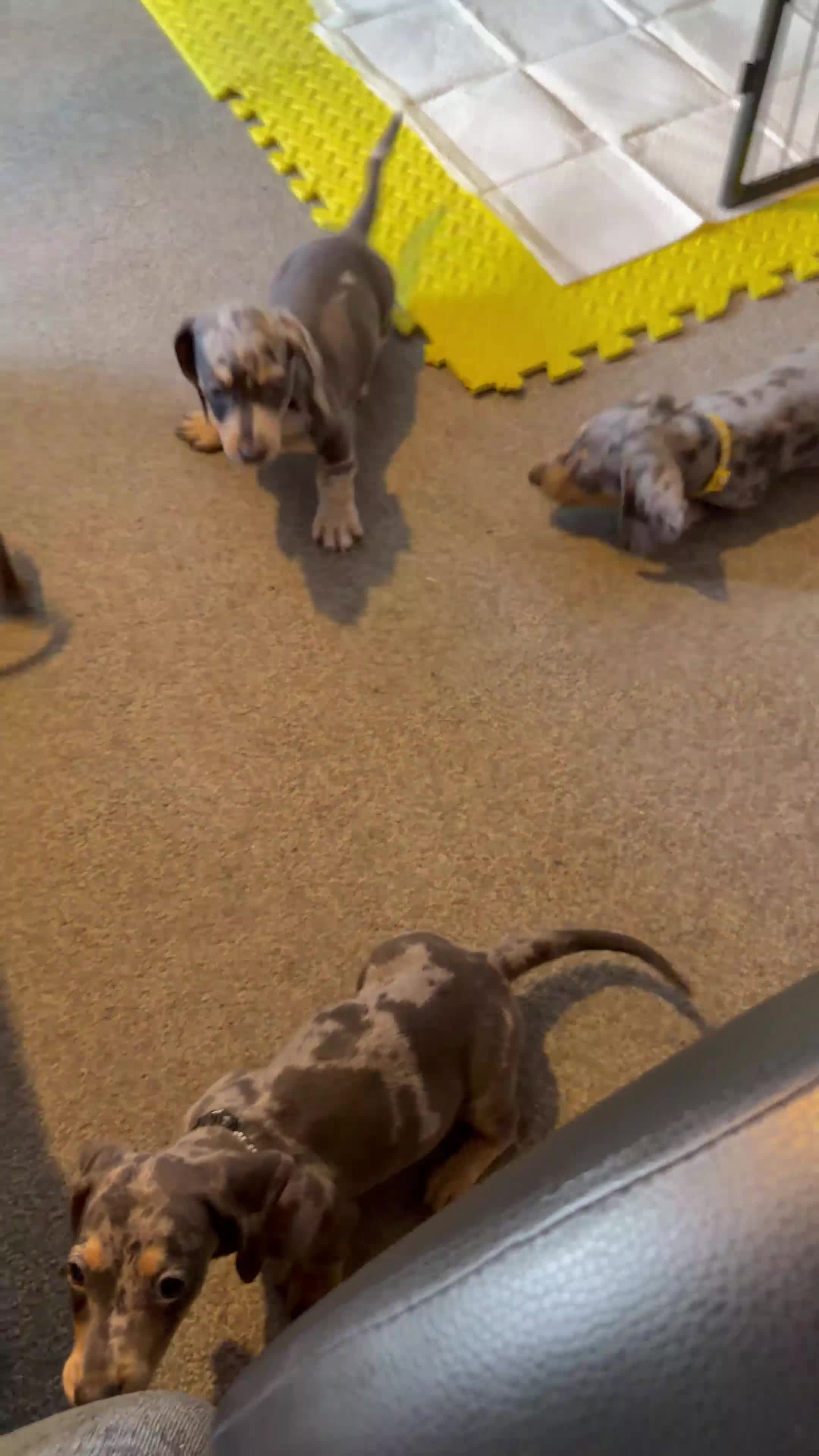 Dachshund dogs for sale: 1 beautiful boy left READY NOW  - Video 2