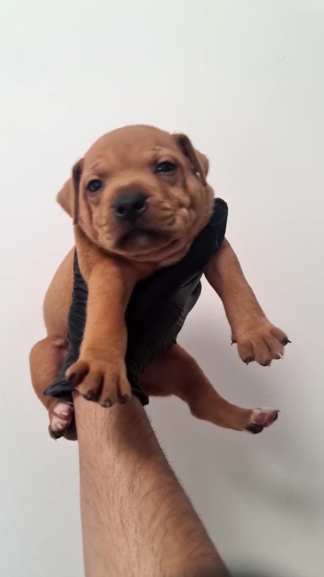 Staffordshire Bull Terrier dogs for sale: Red staffy puppys  - Video 1